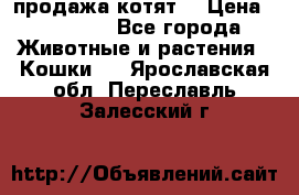 продажа котят  › Цена ­ 15 000 - Все города Животные и растения » Кошки   . Ярославская обл.,Переславль-Залесский г.